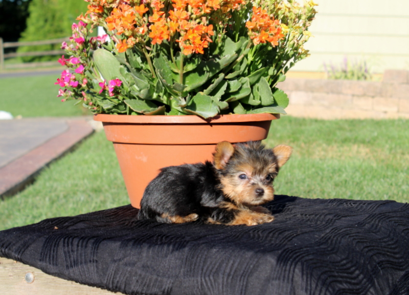 puppy, for, sale, Yorkshire Terrier, Matthew B. Stoltzfus, dog, breeder, Gap, PA, dog-breeder, puppy-for-sale, forsale, nearby, find, puppyfind, locator, puppylocator, aca